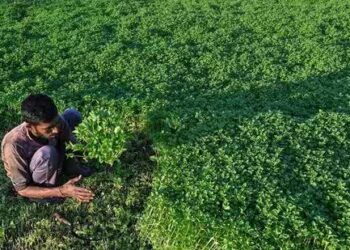 A farmer harvests mint in Karnataka. (AFP)