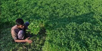 A farmer harvests mint in Karnataka. (AFP)
