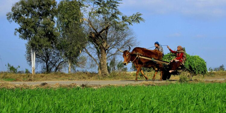 Farmers ride on a cart loaded with grass in a village on the outskirts of Jalandhar, Punjab on January 31, 2023. According the Economic Survey, the performance of the agriculture and allied sector had been buoyant over the past several years due to the measures taken by Centre to augment crop and livestock productivity