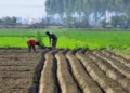No big push announcements have been made for the farm sector in the Budget