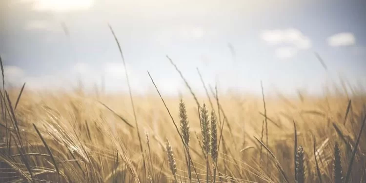 Australia’s Elders paints rosier agricultural outlook