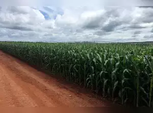 UK promises 45,000 seasonal agricultural worker visas