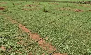 Currently, approximately 17 per cent of the agricultural land in Maharashtra is under micro irrigation.