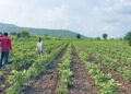 Farmers in Madhya Pradesh who follow regenerative farming methods find that they reduce the need for frequent irrigation, which conserves water and energy