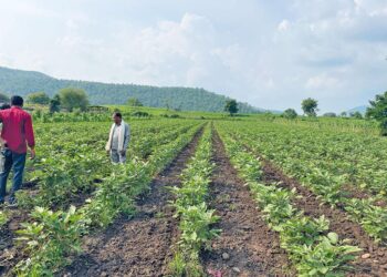 Farmers in Madhya Pradesh who follow regenerative farming methods find that they reduce the need for frequent irrigation, which conserves water and energy