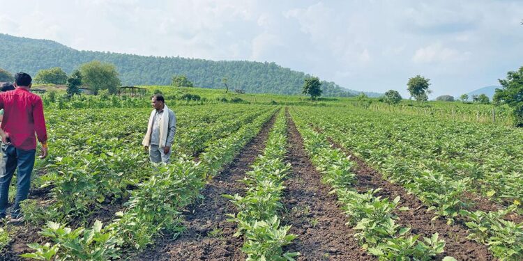 Farmers in Madhya Pradesh who follow regenerative farming methods find that they reduce the need for frequent irrigation, which conserves water and energy