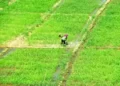 The government aims to develop 55 different clusters identified across the nation, each with its specific crop Read more at: https://economictimes.indiatimes.com/news/economy/agriculture/govt-allows-5-pvt-firms-for-cluster-farming-in-50000-ha-with-rs-750cr-investment/articleshow/99382190.cms?utm_source=contentofinterest&utm_medium=text&utm_campaign=cppst