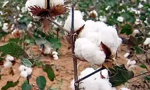 Cotton prices take a knock as farmers offload stocks