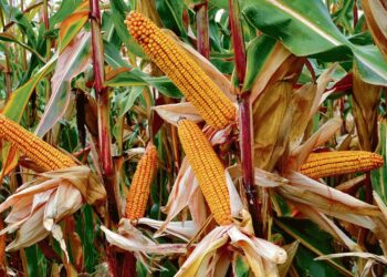 DURING the kharif season, maize (sauni-makki) used to be the most important crop in Punjab up to 1973-74, when it was cultivated on 5.67 lakh hectares (ha), followed by cotton (American and desi, 5.23 lakh ha) and paddy (parmal and basmati, 4.99 lakh ha).