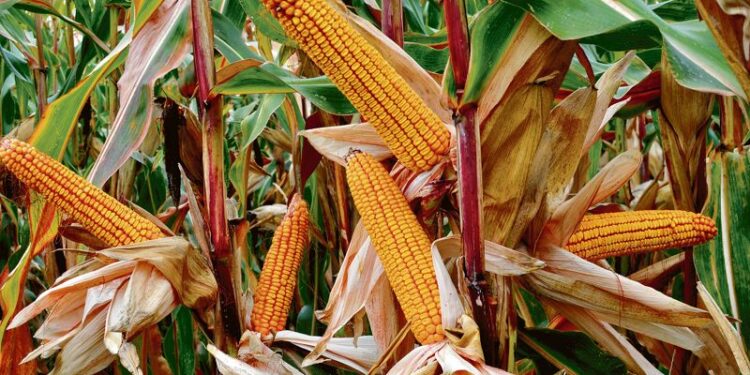 DURING the kharif season, maize (sauni-makki) used to be the most important crop in Punjab up to 1973-74, when it was cultivated on 5.67 lakh hectares (ha), followed by cotton (American and desi, 5.23 lakh ha) and paddy (parmal and basmati, 4.99 lakh ha).