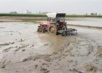 Sown before schedule, paddy ploughed by Agriculture Dept