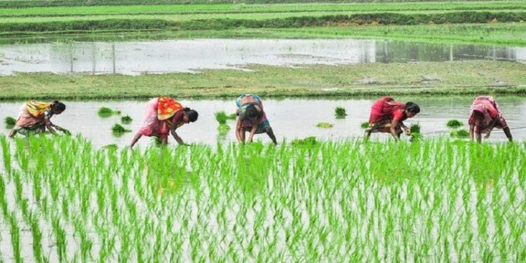 SAS India collaborates with Ganpat University to launch M.Sc. Program in Agriculture Analytics