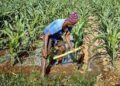 Farmers will learn traditional Indian alternatives to chemical pesticides and fertilisers.