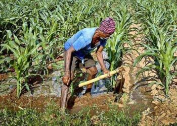 Farmers will learn traditional Indian alternatives to chemical pesticides and fertilisers.