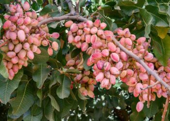 Ripe pistachio nuts on a tree in California's San Joaquin Valley. Photo: Gomez David/Getty