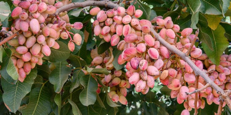 Ripe pistachio nuts on a tree in California's San Joaquin Valley. Photo: Gomez David/Getty
