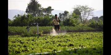 The success of PM-Pranam, the flagship scheme in the push towards natural farming, will squarely depend on the states. It seeks to hand out cash incentives to state governments that can cut their consumption of chemical soil nutrients