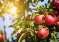 20 pc retaliatory duty removal on American apple imports to have 'zero' impact on Indian farmers: official