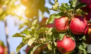 20 pc retaliatory duty removal on American apple imports to have 'zero' impact on Indian farmers: official