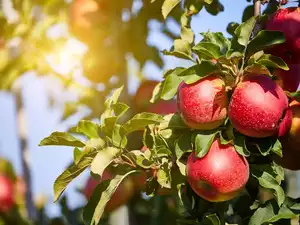 20 pc retaliatory duty removal on American apple imports to have 'zero' impact on Indian farmers: official