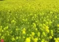 Centre signs agreement with 6 states to start digital crop survey