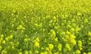 Centre signs agreement with 6 states to start digital crop survey