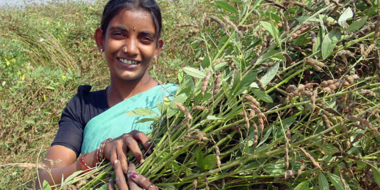 Pioneering Pigeonpea Project Unveiled in India