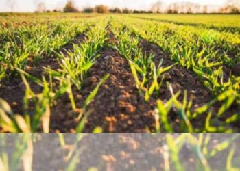 How Israeli Disruptive Technology Is Revolutionizing Agriculture