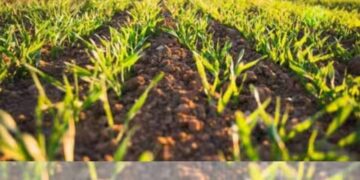 How Israeli Disruptive Technology Is Revolutionizing Agriculture