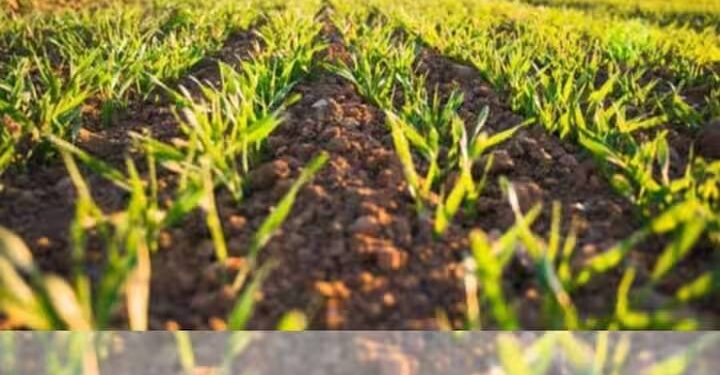 How Israeli Disruptive Technology Is Revolutionizing Agriculture