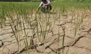 El Niño leads to warm weather on the Indian subcontinent in the winter season and dry, inadequate monsoons in the summers. It further impacts agriculture and can even lead to a drought-like scenario and loss of crops Read more at: https://economictimes.indiatimes.com/news/how-to/how-el-nino-may-impact-agriculture-and-monsoon-this-year/articleshow/100787045.cms?utm_source=contentofinterest&utm_medium=text&utm_campaign=cppst
