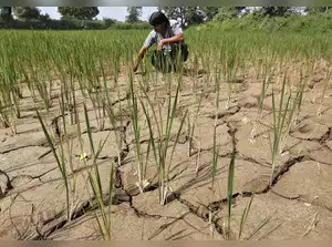 El Niño leads to warm weather on the Indian subcontinent in the winter season and dry, inadequate monsoons in the summers. It further impacts agriculture and can even lead to a drought-like scenario and loss of crops Read more at: https://economictimes.indiatimes.com/news/how-to/how-el-nino-may-impact-agriculture-and-monsoon-this-year/articleshow/100787045.cms?utm_source=contentofinterest&utm_medium=text&utm_campaign=cppst
