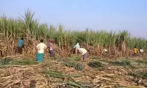 Cabinet increases fair and remunerative prices for sugarcane to Rs 315/qtl, okays PM PRANAM, urea subsidy scheme