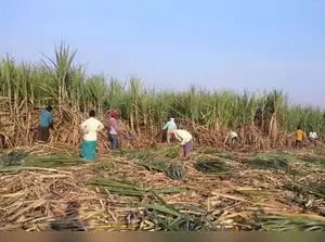 Cabinet increases fair and remunerative prices for sugarcane to Rs 315/qtl, okays PM PRANAM, urea subsidy scheme
