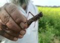 Survey reveals India free from locusts as farmers sow Kharif crops