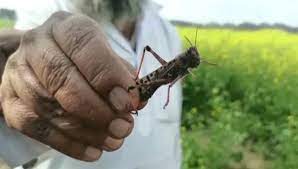 Survey reveals India free from locusts as farmers sow Kharif crops