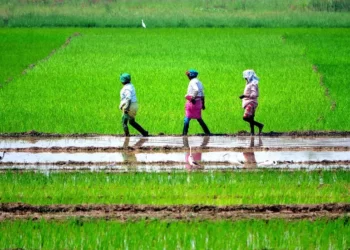 Tamil Nadu Government to Appoint Agriculture Scientists to Advise Farmers on Latest Technology, Crop Protection