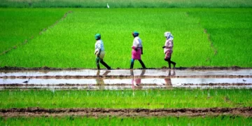 Tamil Nadu Government to Appoint Agriculture Scientists to Advise Farmers on Latest Technology, Crop Protection