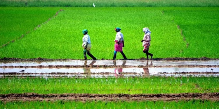 Tamil Nadu Government to Appoint Agriculture Scientists to Advise Farmers on Latest Technology, Crop Protection