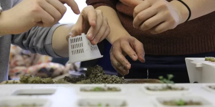 Vertical farming brings a lot of advantages to urban agriculture