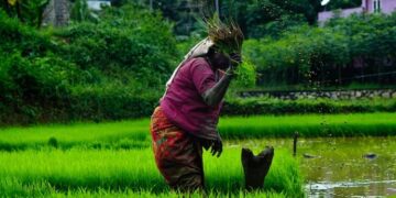 Scope of BSc Agriculture in India | Higher studies and career options