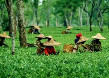 Assam Tea Completes 200 Years: Govt Grants Three-Year Agriculture Income Tax Holiday