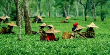 Assam Tea Completes 200 Years: Govt Grants Three-Year Agriculture Income Tax Holiday