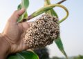Wheat requires 1.4 times more water than jowar owing to the extension of its growth cycle into summer.