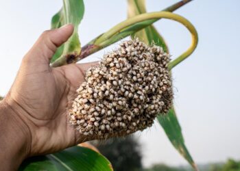 Wheat requires 1.4 times more water than jowar owing to the extension of its growth cycle into summer.