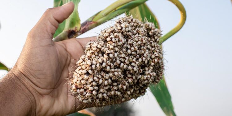 Wheat requires 1.4 times more water than jowar owing to the extension of its growth cycle into summer.