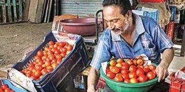 A vendor sorts tomatoes at a market, in Nagpur on Thursday.