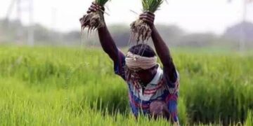 Despite agricultural reforms in state, farmers battle for sustenance