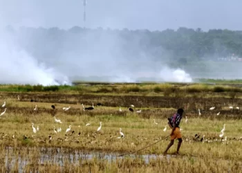 Carbon credits can be generated by farmers who adopt agroforestry practices