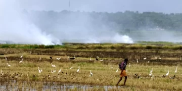Carbon credits can be generated by farmers who adopt agroforestry practices